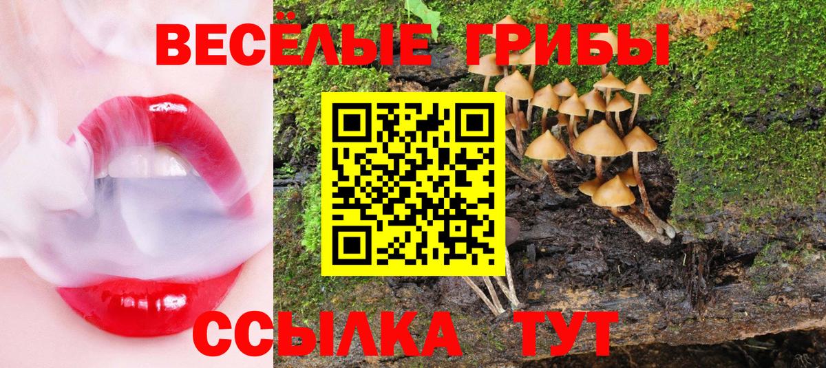 Галлюциногенные грибы Psilocybe  Тюмень  Псилоцибиновые грибы Psilocybine cubensis 